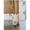 Image 2 : African Bay Duiker Skull Taxidermy