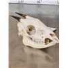 Image 3 : African Bay Duiker Skull Taxidermy