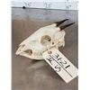 Image 4 : African Bay Duiker Skull Taxidermy