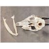 Image 5 : African Bay Duiker Skull Taxidermy