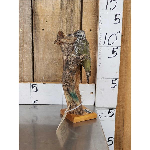 Juvenile Levaillant's Wood Pecker Bird Taxidermy