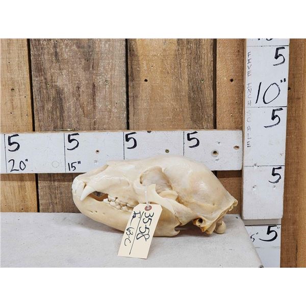Alaskan Grizzly Bear Skull Taxidermy