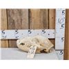 Image 1 : Alaskan Grizzly Bear Skull Taxidermy