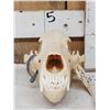 Image 2 : Alaskan Grizzly Bear Skull Taxidermy