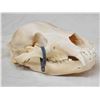 Image 3 : Alaskan Grizzly Bear Skull Taxidermy