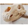Image 4 : Alaskan Grizzly Bear Skull Taxidermy