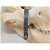 Image 5 : Alaskan Grizzly Bear Skull Taxidermy