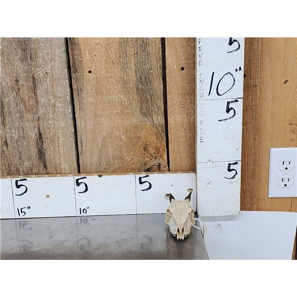 African Blue Duiker Skull Taxidermy