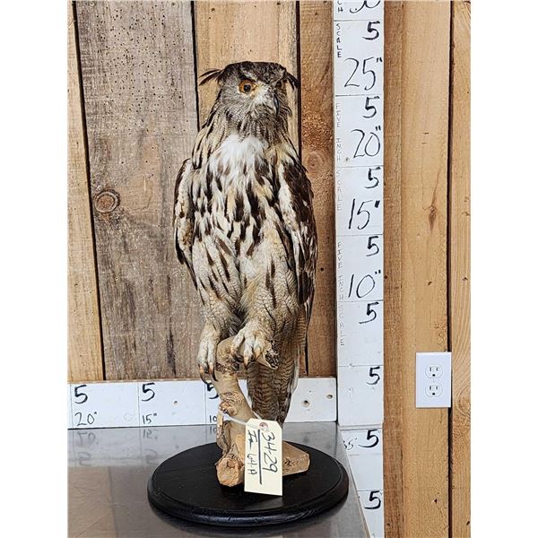 Eurasian Eagle Owl Full Body Bird Taxidermy
