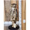 Image 1 : Eurasian Eagle Owl Full Body Bird Taxidermy