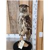 Image 2 : Eurasian Eagle Owl Full Body Bird Taxidermy