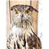 Image 3 : Eurasian Eagle Owl Full Body Bird Taxidermy