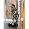 Image 4 : Eurasian Eagle Owl Full Body Bird Taxidermy