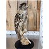 Image 6 : Eurasian Eagle Owl Full Body Bird Taxidermy