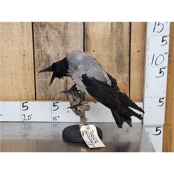African Hooded Crow Full Body Bird Taxidermy