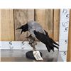Image 1 : African Hooded Crow Full Body Bird Taxidermy