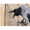 Image 2 : African Hooded Crow Full Body Bird Taxidermy