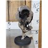 Image 3 : African Hooded Crow Full Body Bird Taxidermy