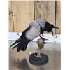Image 4 : African Hooded Crow Full Body Bird Taxidermy