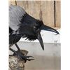 Image 5 : African Hooded Crow Full Body Bird Taxidermy