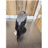 Image 6 : African Hooded Crow Full Body Bird Taxidermy