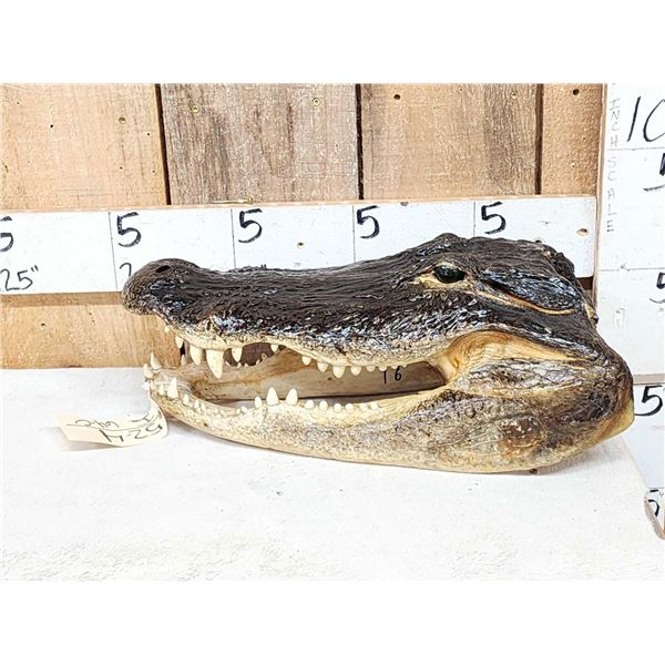 Taxidermy Alligator Head Mount