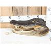 Image 1 : Taxidermy Alligator Head Mount