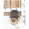 Image 2 : Taxidermy Alligator Head Mount