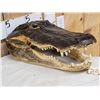 Image 3 : Taxidermy Alligator Head Mount