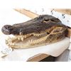 Image 4 : Taxidermy Alligator Head Mount