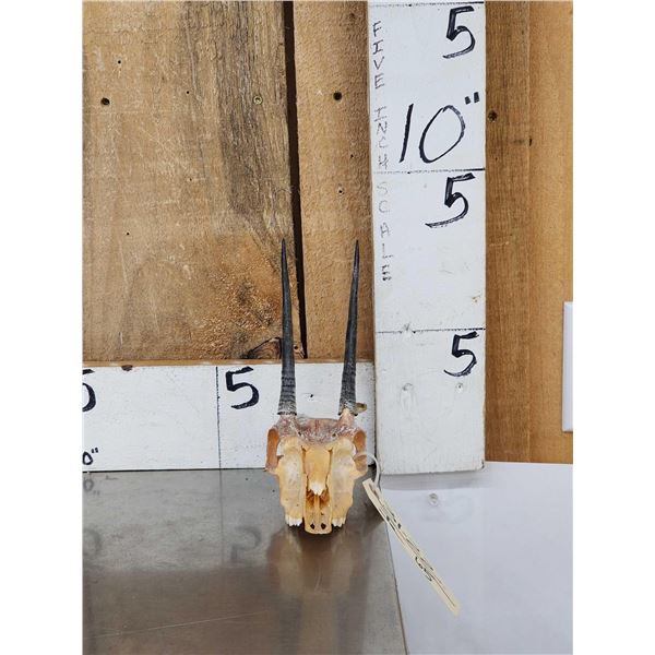 African Oribi Skull Taxidermy