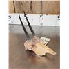 Image 2 : African Oribi Skull Taxidermy