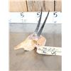 Image 3 : African Oribi Skull Taxidermy