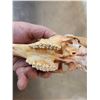 Image 4 : African Oribi Skull Taxidermy