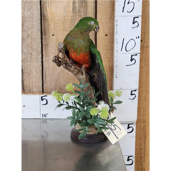 Female Australian King Parrot Full Body Bird Taxidermy