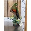 Image 1 : Female Australian King Parrot Full Body Bird Taxidermy