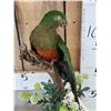 Image 2 : Female Australian King Parrot Full Body Bird Taxidermy