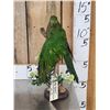 Image 3 : Female Australian King Parrot Full Body Bird Taxidermy