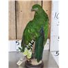 Image 4 : Female Australian King Parrot Full Body Bird Taxidermy