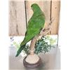 Image 5 : Female Australian King Parrot Full Body Bird Taxidermy