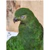 Image 6 : Female Australian King Parrot Full Body Bird Taxidermy