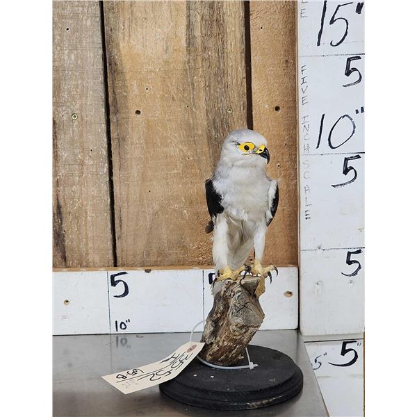 Black Winged Kite Full Body Bird Taxidermy