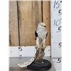 Image 1 : Black Winged Kite Full Body Bird Taxidermy