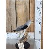 Image 2 : Black Winged Kite Full Body Bird Taxidermy