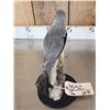 Image 3 : Black Winged Kite Full Body Bird Taxidermy