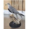 Image 4 : Black Winged Kite Full Body Bird Taxidermy
