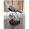 Image 5 : Black Winged Kite Full Body Bird Taxidermy