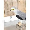 Image 6 : Black Winged Kite Full Body Bird Taxidermy