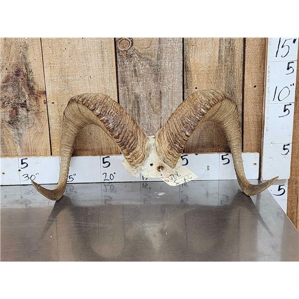 Alaskan Dall Sheep Horns Taxidermy