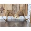 Image 1 : Alaskan Dall Sheep Horns Taxidermy